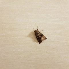 Autographa gamma