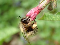 Anthophora furcata