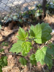 Viburnum opulus opulus