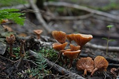Lactarius oculatus