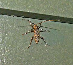 Graphisurus fasciatus