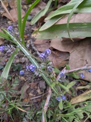 Myosotis ramosissima