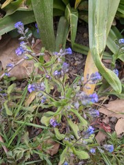 Myosotis ramosissima