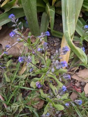 Myosotis ramosissima