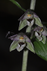Epipactis helleborine orbicularis
