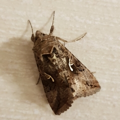 Autographa gamma