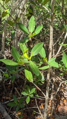 Rhizophora mangle image