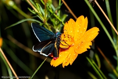 Mysoria affinis
