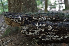 Inonotus glomeratus
