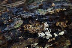 Inonotus glomeratus