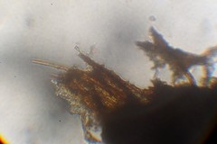 Inonotus glomeratus