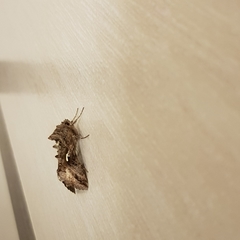 Autographa gamma