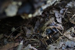 Inonotus glomeratus