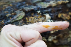 Inonotus glomeratus