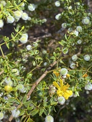 Larrea tridentata