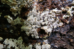 Inonotus glomeratus