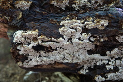 Inonotus glomeratus