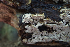 Inonotus glomeratus