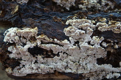 Inonotus glomeratus
