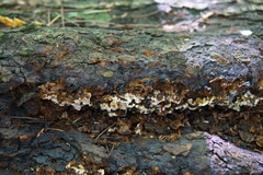 Inonotus glomeratus