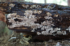Inonotus glomeratus