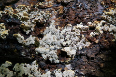Inonotus glomeratus