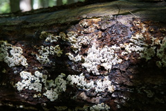 Inonotus glomeratus