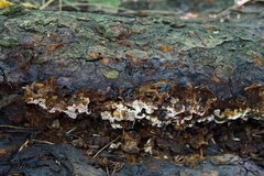 Inonotus glomeratus
