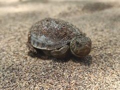 Trachemys grayi grayi