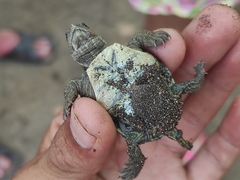 Trachemys grayi grayi