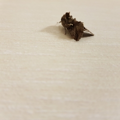 Autographa gamma