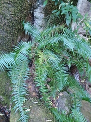 Blechnum punctulatum punctulatum