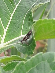 Protopolybia