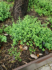 Scutellaria suffrutescens
