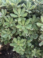 Pittosporum tobira