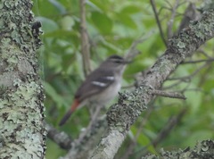 Cercotrichas hartlaubi