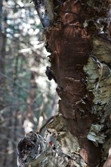 Phellinus betulinus
