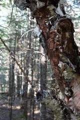 Phellinus betulinus