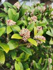 Skimmia