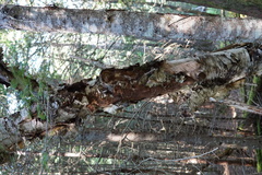 Phellinus betulinus