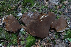 Phellinus betulinus