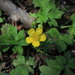 Ranunculus constantinopolitanus - Photo (c) Елена, algunos derechos reservados (CC BY-NC), subido por Елена