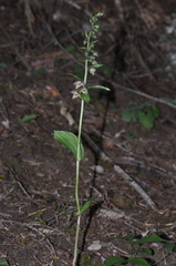 Epipactis helleborine orbicularis