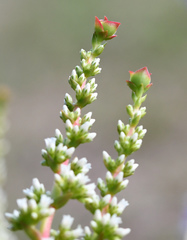 Crassula capitella capitella