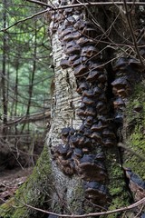 Phellinus lundellii