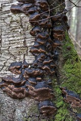 Phellinus lundellii