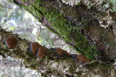 Phellinus lundellii