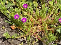 Calandrinia ciliata