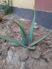 Aloe vera