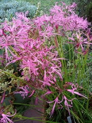 Nerine filifolia